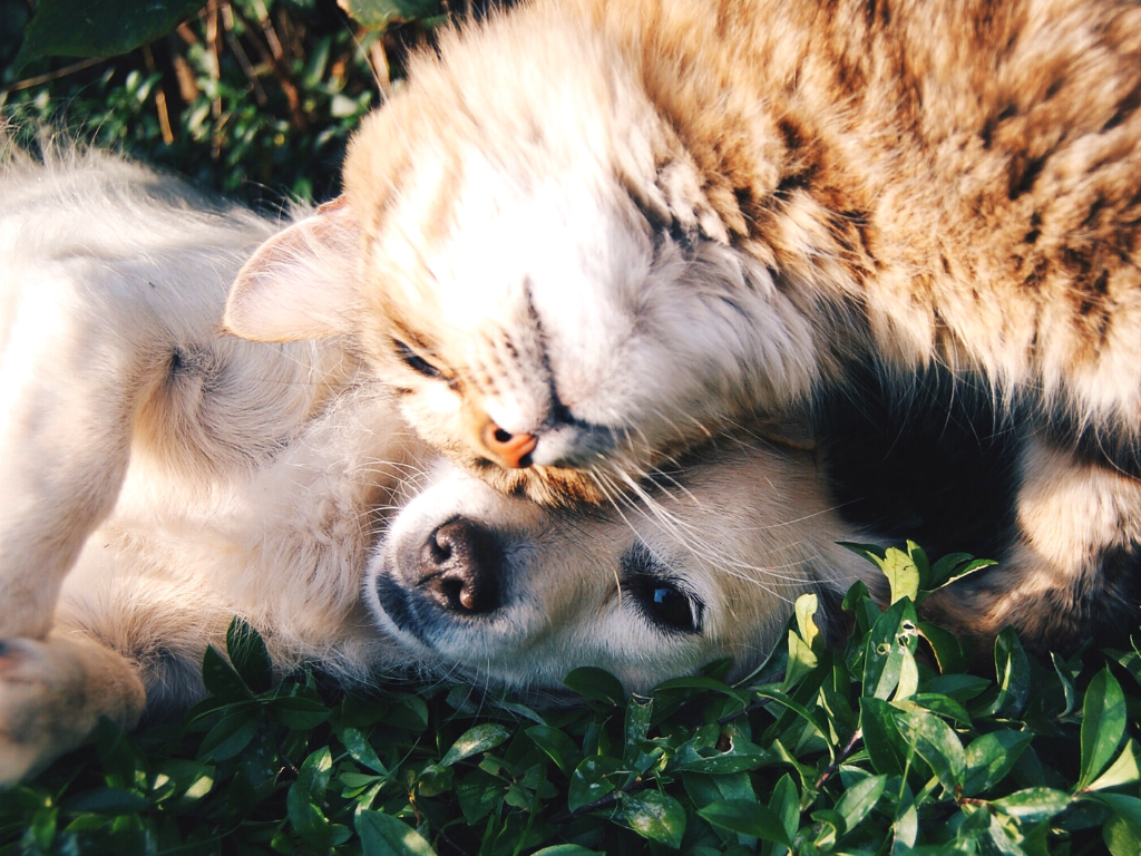 metroresidences singapore serviced apartments - cat and dog snuggling